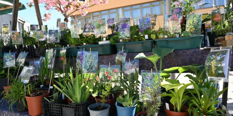 Frühling erwacht prächtig – Vielfältiger Pflanzenmarkt in Altmünster