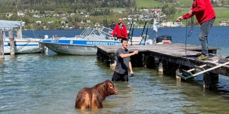 Kuh eröffnet Badesaison im Mondsee