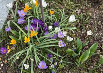 Generalversammlung des Siedlervereines Gschwandt mit Vortrag „Wie gestalte ich einen insektenfreundlichen Garten“