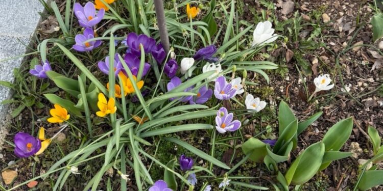 Generalversammlung des Siedlervereines Gschwandt mit Vortrag „Wie gestalte ich einen insektenfreundlichen Garten“