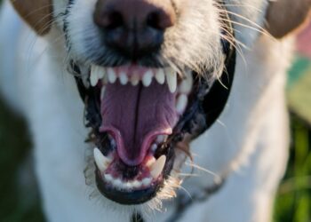 Wanderer von Hund gebissen – Besitzer entfernt sich vom Unfallort