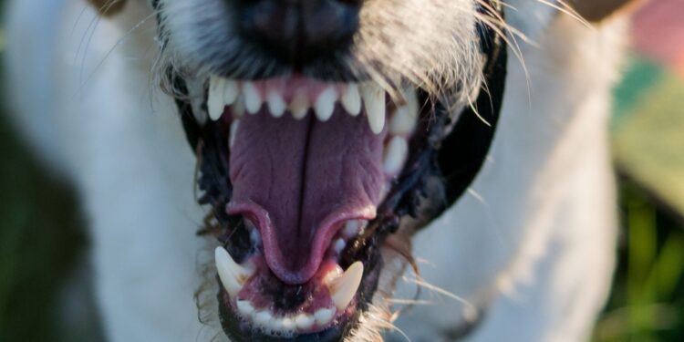 Wanderer von Hund gebissen – Besitzer entfernt sich vom Unfallort