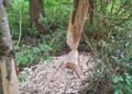 Brandeinsatz: Biber fällte Baum in Mittelspannungsleitung