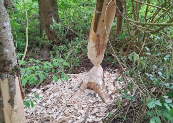 Brandeinsatz: Biber fällte Baum in Mittelspannungsleitung