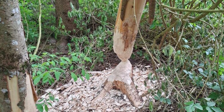 Brandeinsatz: Biber fällte Baum in Mittelspannungsleitung