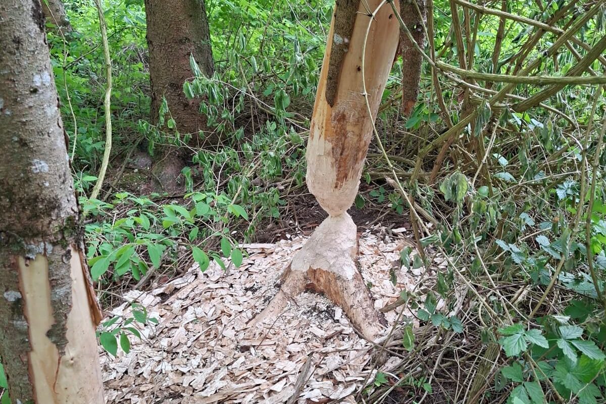 Brandeinsatz-Biber-f-llte-Baum-in-Mittelspannungsleitung