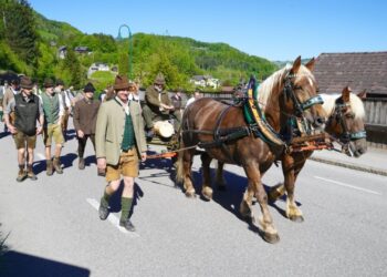 Brauchtumspflege in Traunkirchen: Maibaumtransport mit „sattem 2 PS Pferdefuhrwerk“!