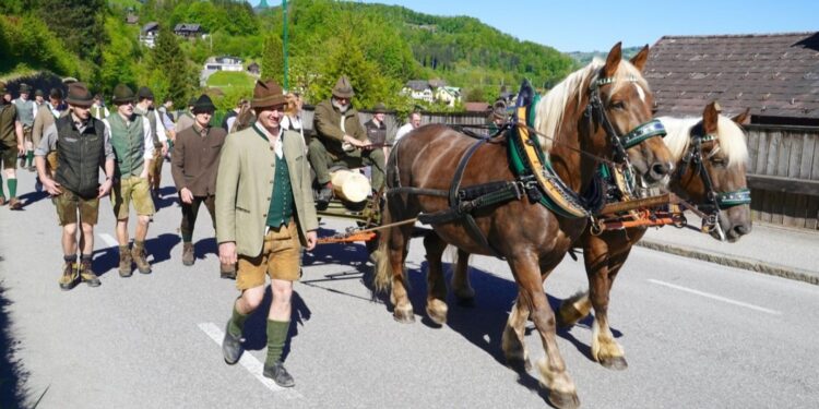 Brauchtumspflege in Traunkirchen: Maibaumtransport mit „sattem 2 PS Pferdefuhrwerk“!