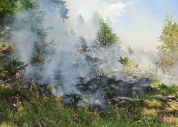 Teelicht löst Waldbrand in St. Wolfgang aus