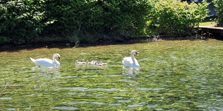 Sieben kleine Schwäne am Traunsee geschlüpft