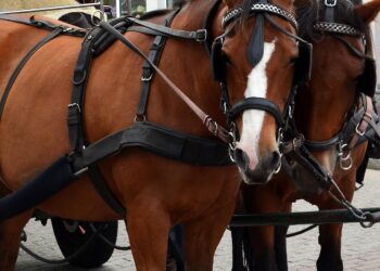 kutsch horse, horses, coach, bridle, team, draft horses, bridled, horse-drawn carriage, horse and cart, wagon