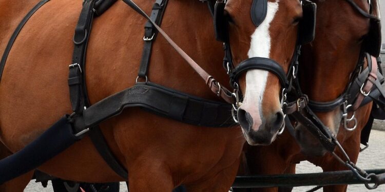kutsch horse, horses, coach, bridle, team, draft horses, bridled, horse-drawn carriage, horse and cart, wagon
