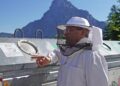 Faulbrut: Honiggläser auswaschen schützt Bienen!