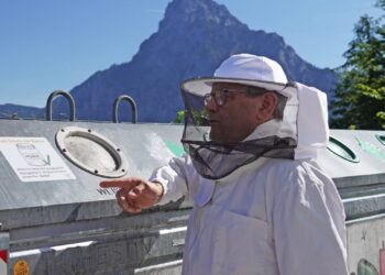 Faulbrut: Honiggläser auswaschen schützt Bienen!