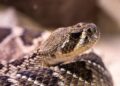 rattlesnake, line, venomous snake, poisonous, reptile, animal, dangerous, nature, poison, wildlife, snake venom