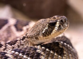 rattlesnake, line, venomous snake, poisonous, reptile, animal, dangerous, nature, poison, wildlife, snake venom