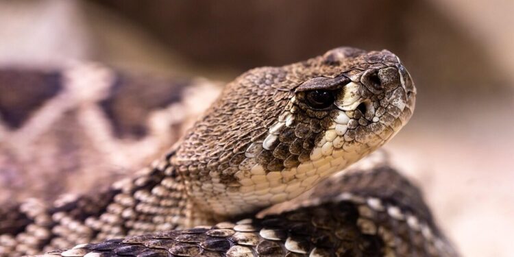 rattlesnake, line, venomous snake, poisonous, reptile, animal, dangerous, nature, poison, wildlife, snake venom