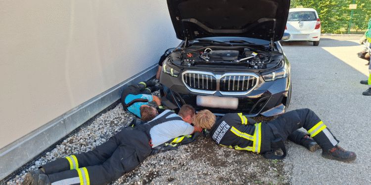Kniffelige Tierrettung in Laakirchen