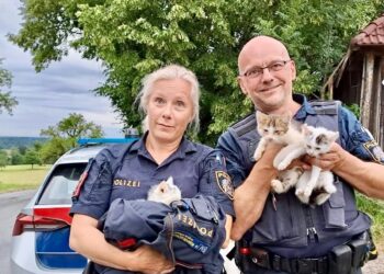 Polizeistreife entdeckt hilflose Babykatzen – Große Rettungsaktion in Vorchdorf