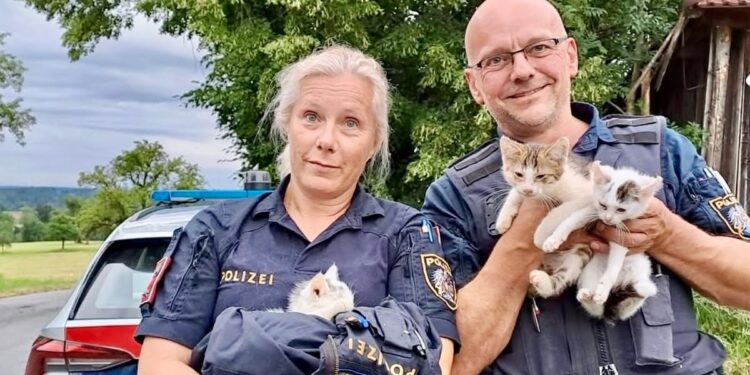 Polizeistreife entdeckt hilflose Babykatzen – Große Rettungsaktion in Vorchdorf