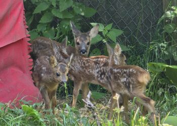 Ein verzweifelter Hilferuf der Wildtierstation Aurachtal