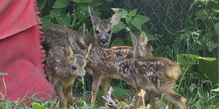 Ein verzweifelter Hilferuf der Wildtierstation Aurachtal