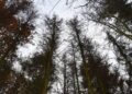LRin Langer-Weninger: Alarm im Wald