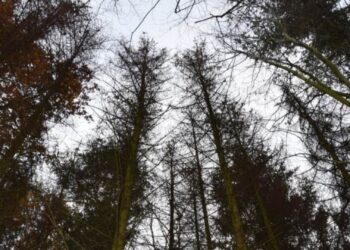 LRin Langer-Weninger: Alarm im Wald