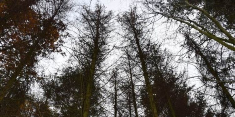 LRin Langer-Weninger: Alarm im Wald