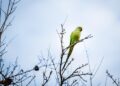 green parrot, parrot, bird, animal, feathers, plumage, beak, nature, wildlife, avian, persimmon, tree