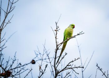 green parrot, parrot, bird, animal, feathers, plumage, beak, nature, wildlife, avian, persimmon, tree