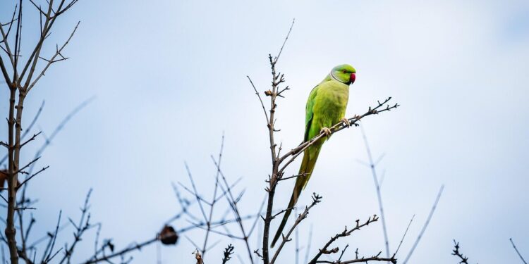 green parrot, parrot, bird, animal, feathers, plumage, beak, nature, wildlife, avian, persimmon, tree