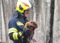 Biber aus Betonschacht in Bad Goisern gerettet