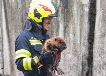 Biber aus Betonschacht in Bad Goisern gerettet