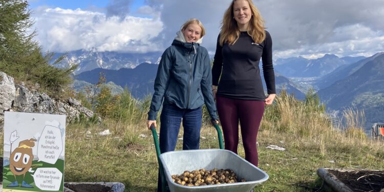 Erdäpfelernte auf der Katrin